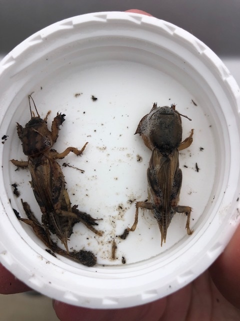 mole crickets