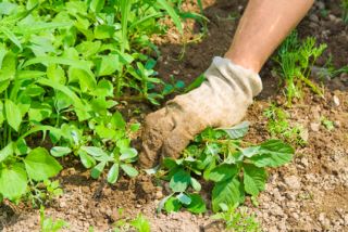 North Myrtle Beach Weed Control Program