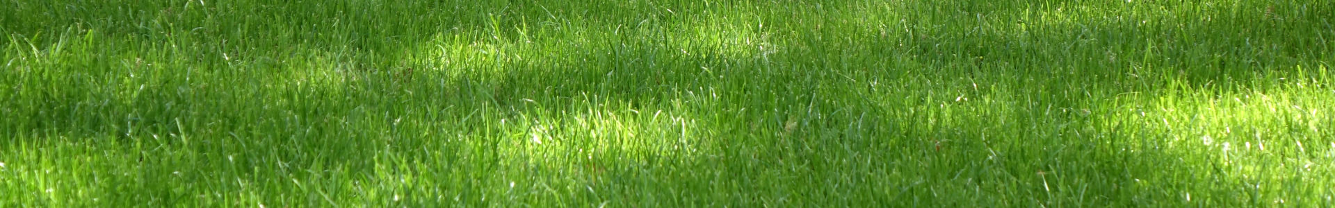 Seagreen Lawn Care and Irrigation Inc. Navigation Background