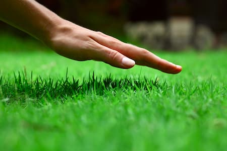 Benefits of Insect & Weed Control in North Myrtle Beach