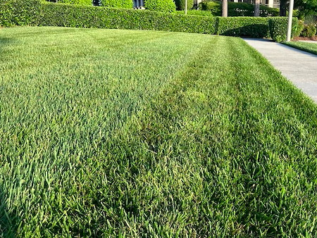 How Can Lawn Fertilization Help Weak Grass Grow Thicker?