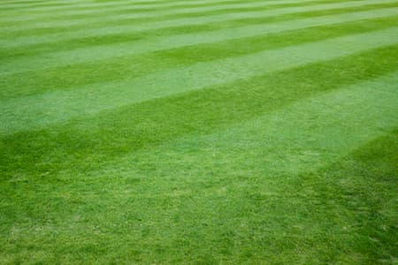 How To Prepare Your Lawn For Winter