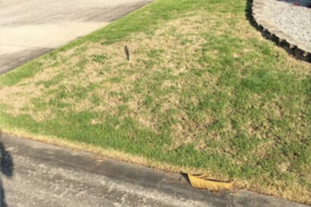 Large Patch Disease - Fungal Infection