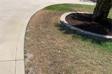 Large patch disease fungal infection