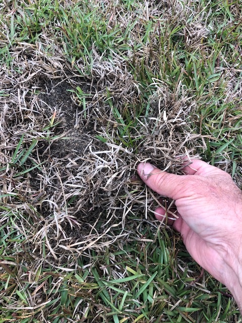 Mole cricket treatment for lawn