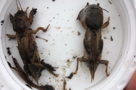 Mole Cricket Treatment For Your North Myrtle Beach Lawn
