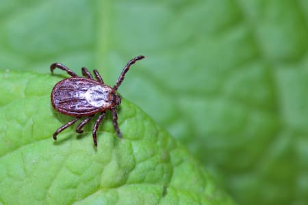 The Importance of Insect Control Programs for Lawn Health