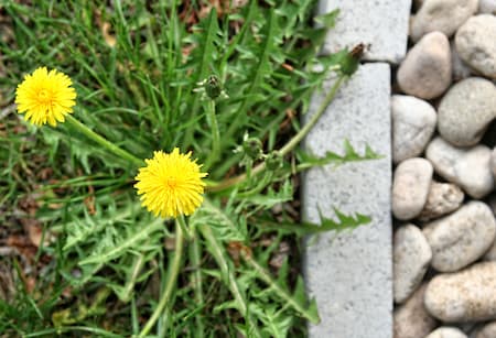 Weed Control Programs Are Essential for a Healthy Lawn