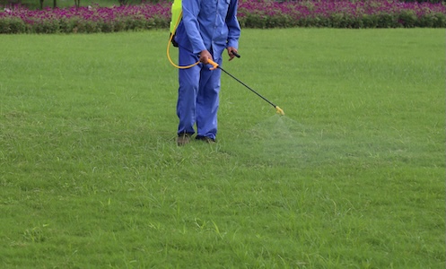 What Are the Signs Your Lawn Has Mole Crickets or Grubs?