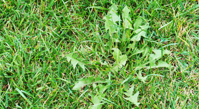 Weed Control Programs