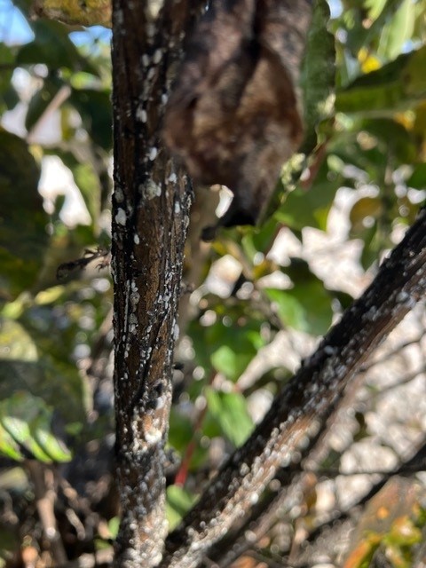 Controlling Crape Myrtle Bark Scale in North Myrtle Beach
