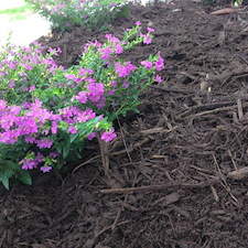 Plant Irrigation System Install North Myrtle Beach, SC 3