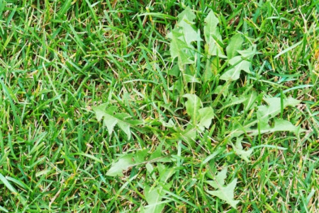 Weed Control Programs